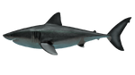 A reconstruction of a megalodon.