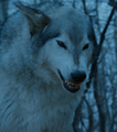 Nymeria as she appears in the seventh season of Game of Thrones.